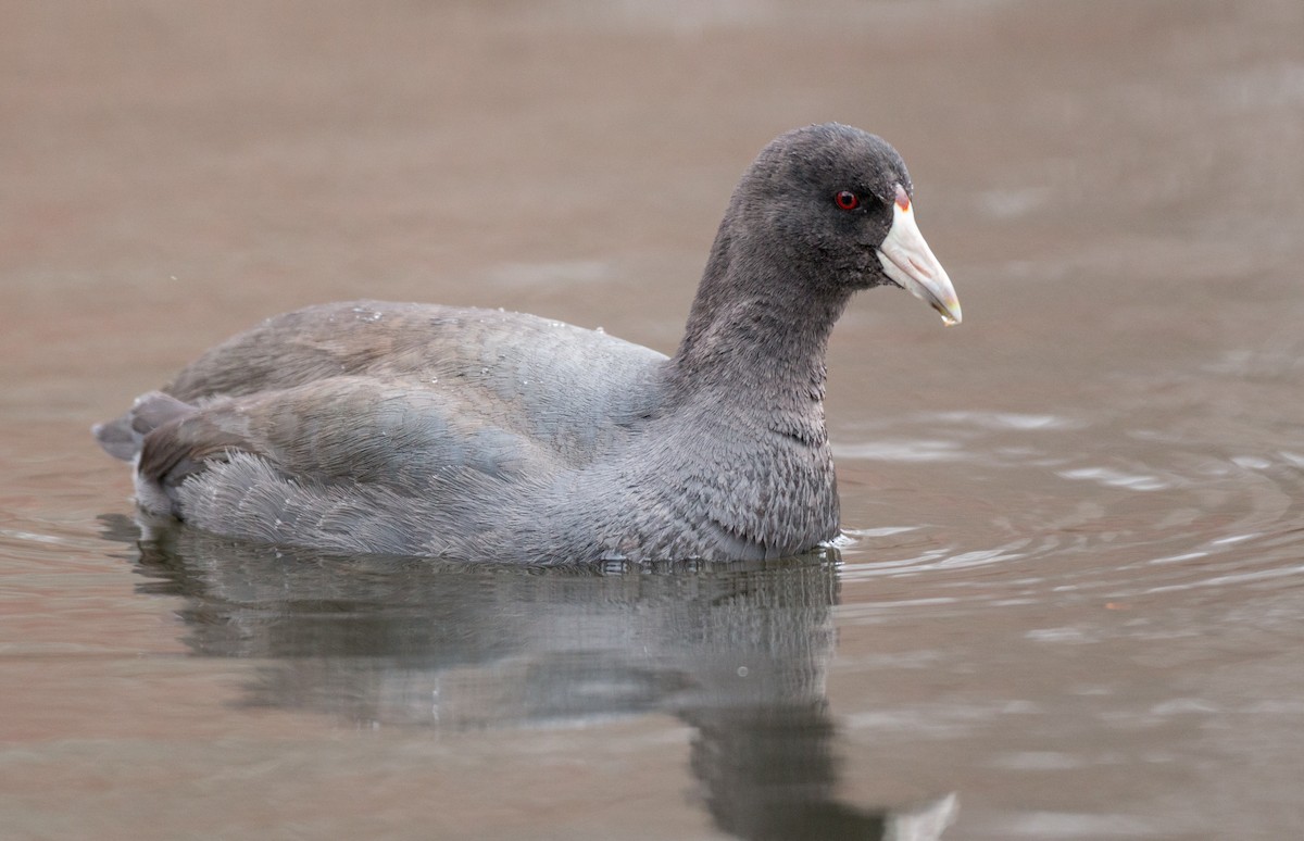 American Coot (Red-shielded) - ML136671161