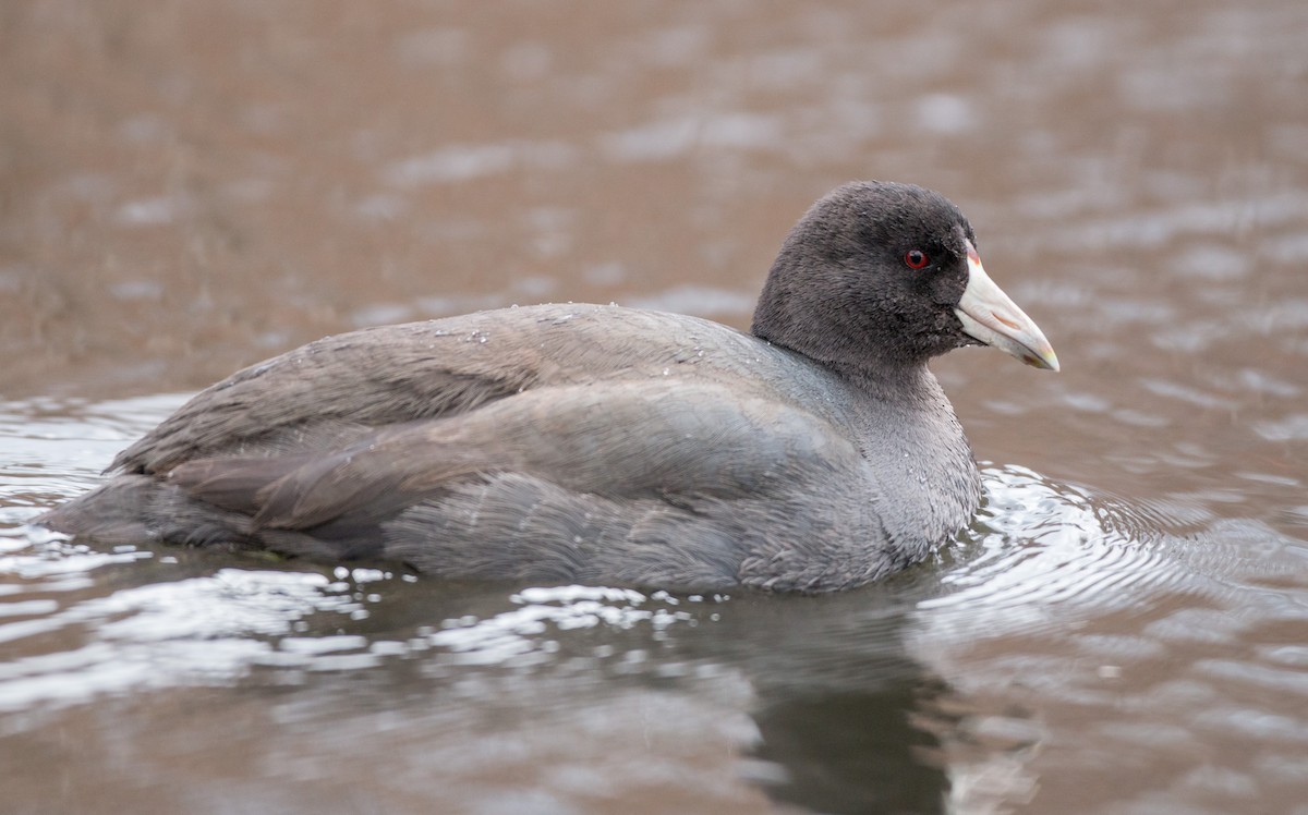 American Coot (Red-shielded) - ML136671171