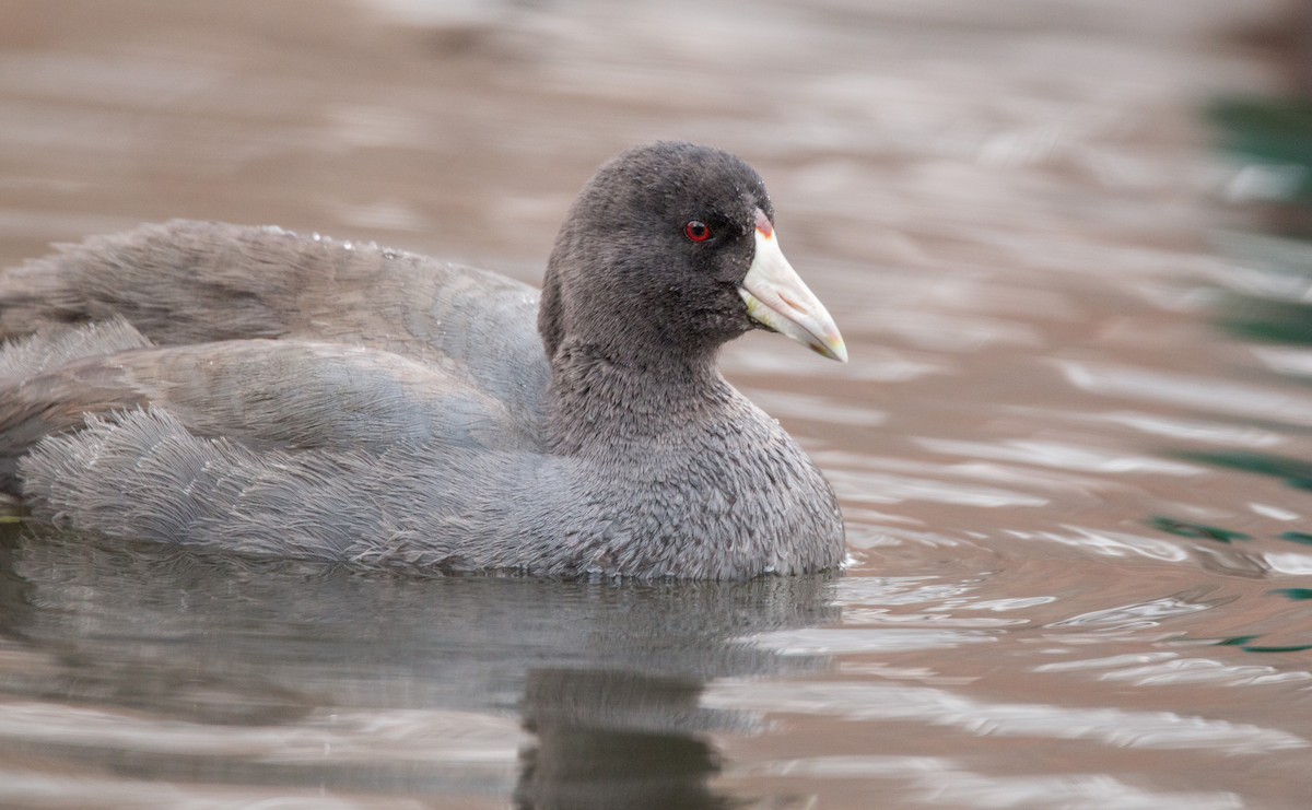 American Coot (Red-shielded) - Ian Davies