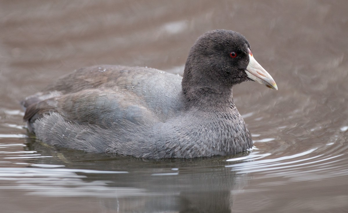 American Coot (Red-shielded) - ML136671191