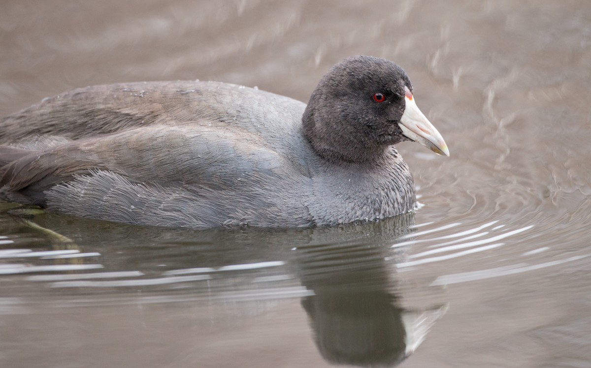 American Coot (Red-shielded) - ML136671201