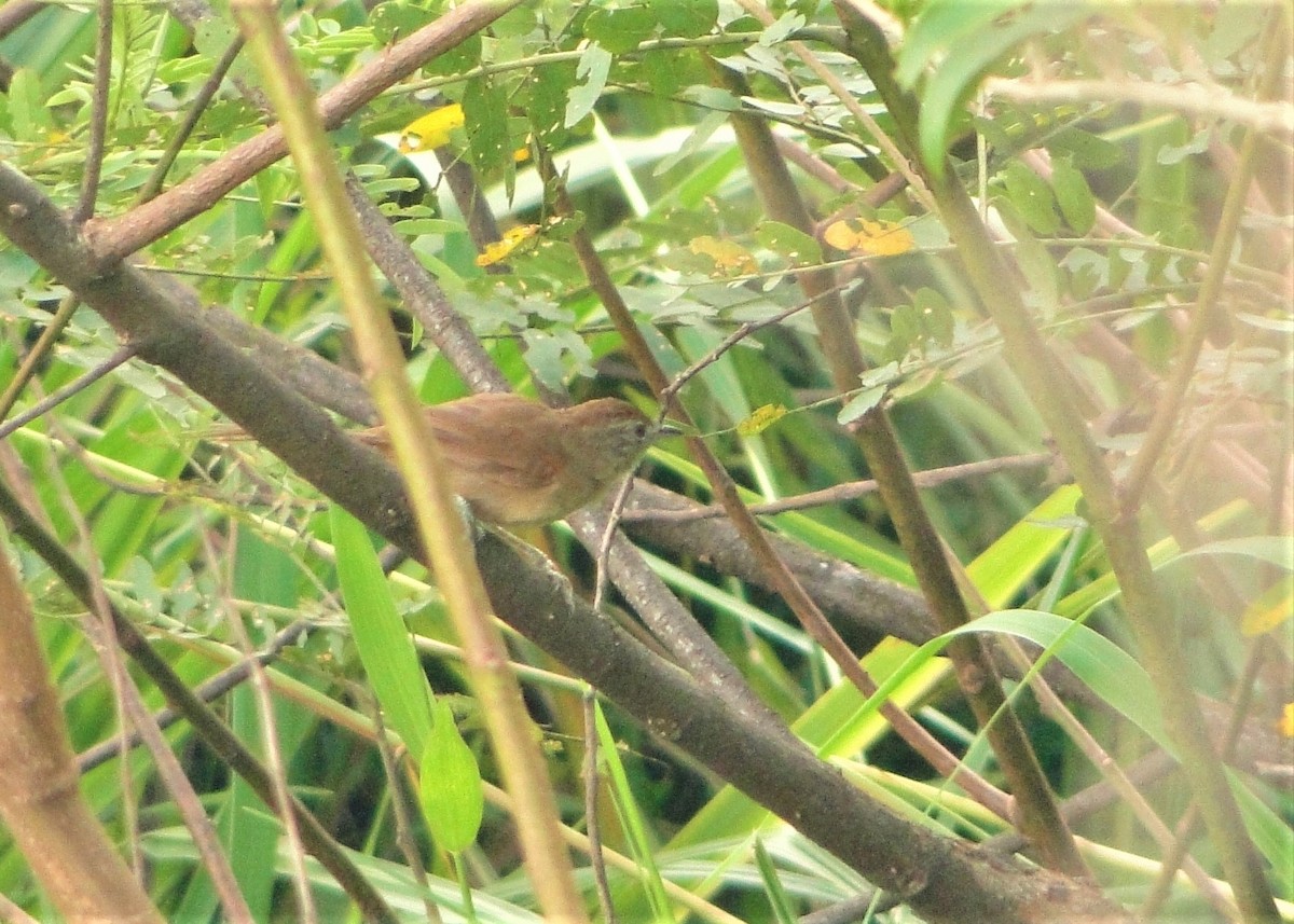 Pale-breasted Spinetail - Carlos Otávio Gussoni