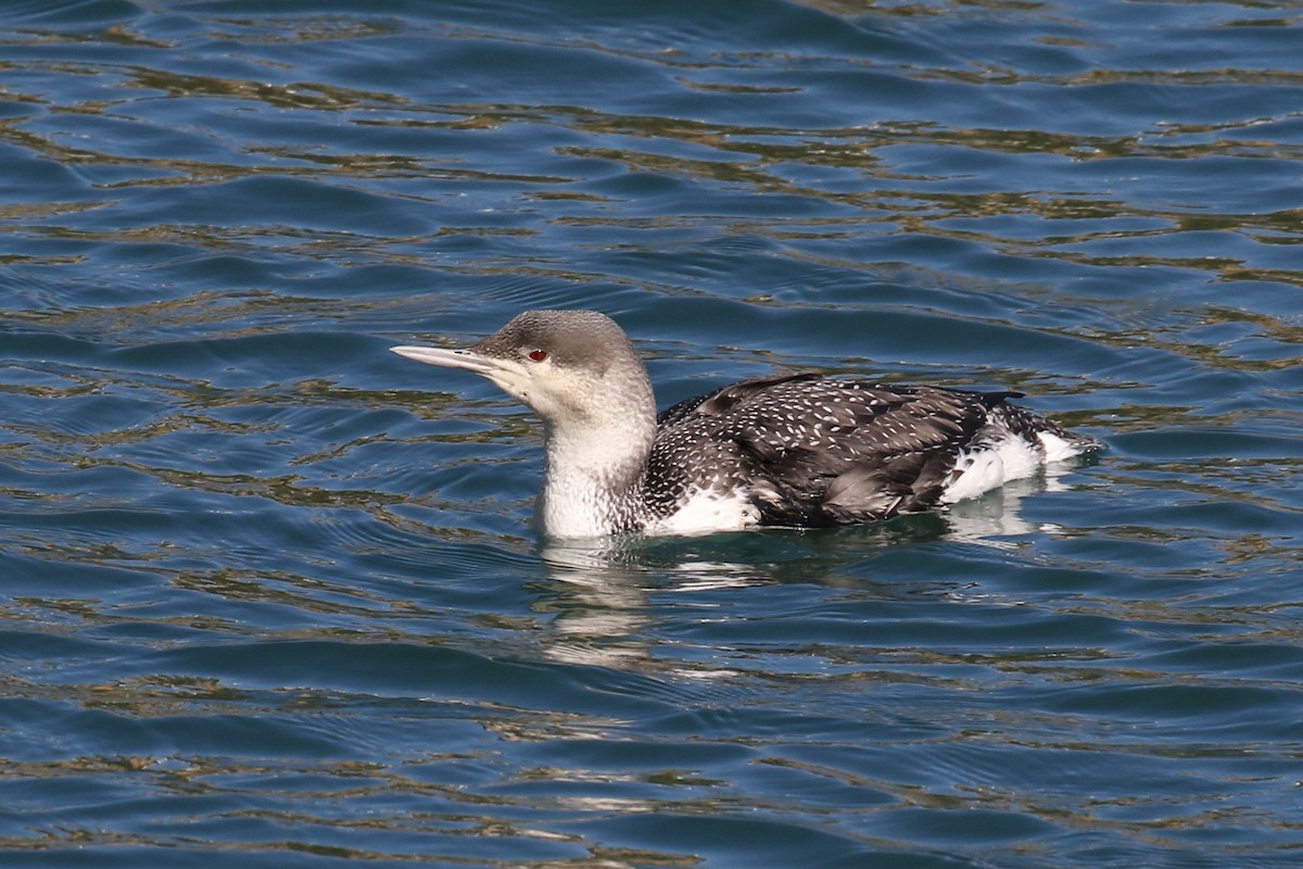 Red-throated Loon - ML136675041