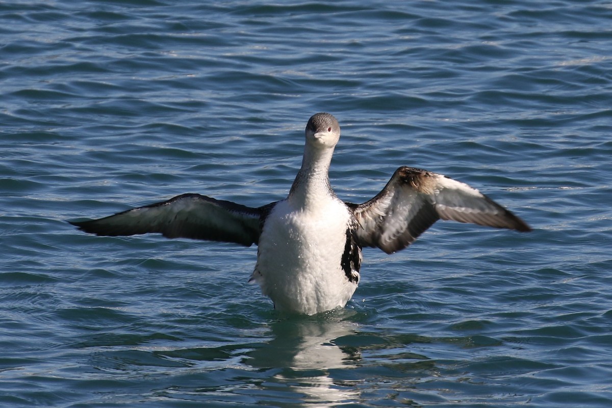 Red-throated Loon - ML136675101