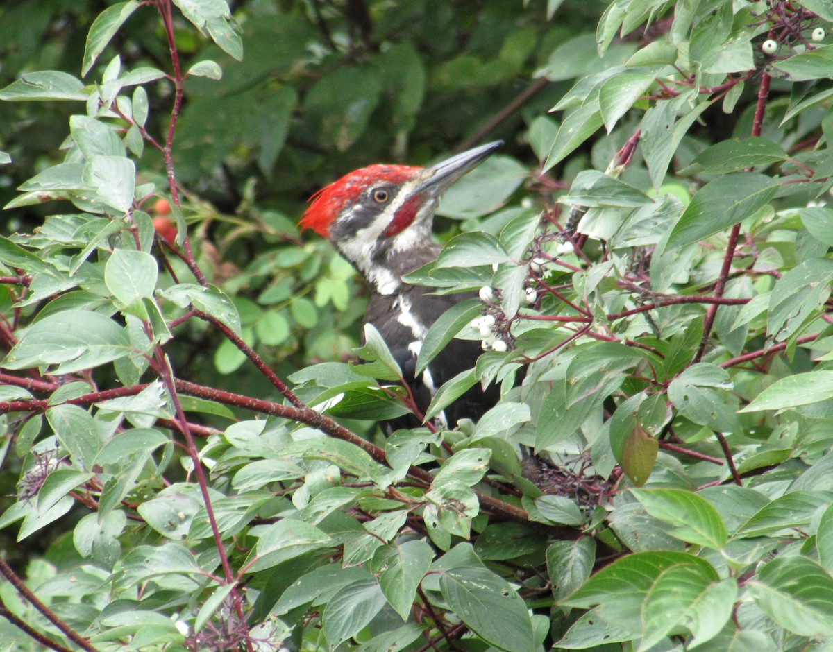 Pileated Woodpecker - Al Zerbe