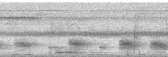 Motmot à bec large (groupe pyrrholaemum) - ML13669