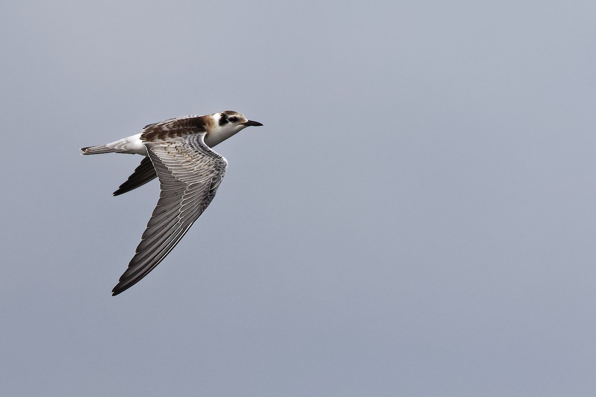 White-winged Tern - Stuart Price