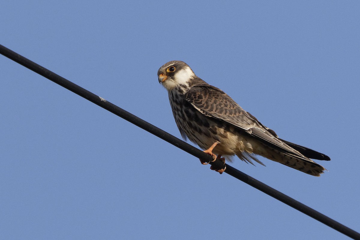Amur Falcon - Stuart Price