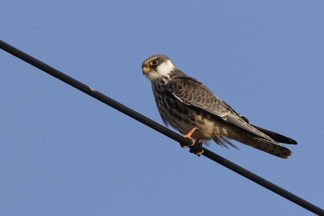 Similar species: juvenile Amur Falcon (<em class="SciName notranslate">Falco amurensis</em>). - Amur Falcon - 