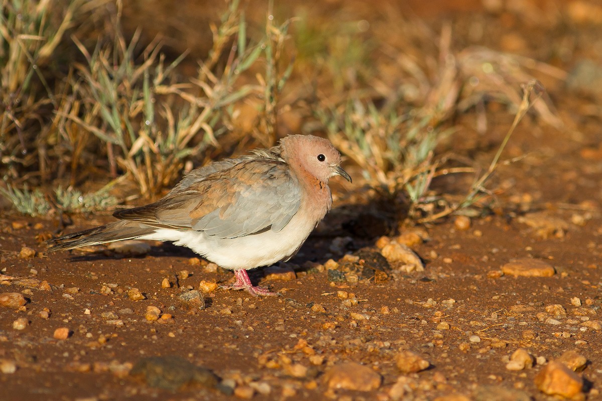 Laughing Dove - ML136692491