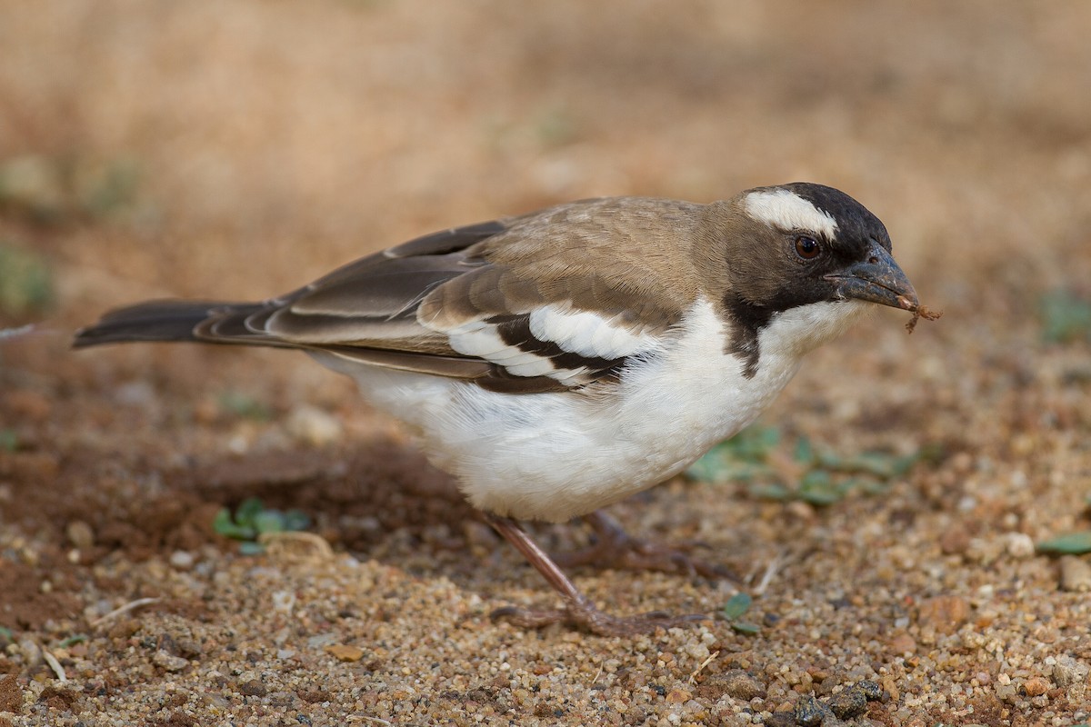 White-browed Sparrow-Weaver - ML136693221