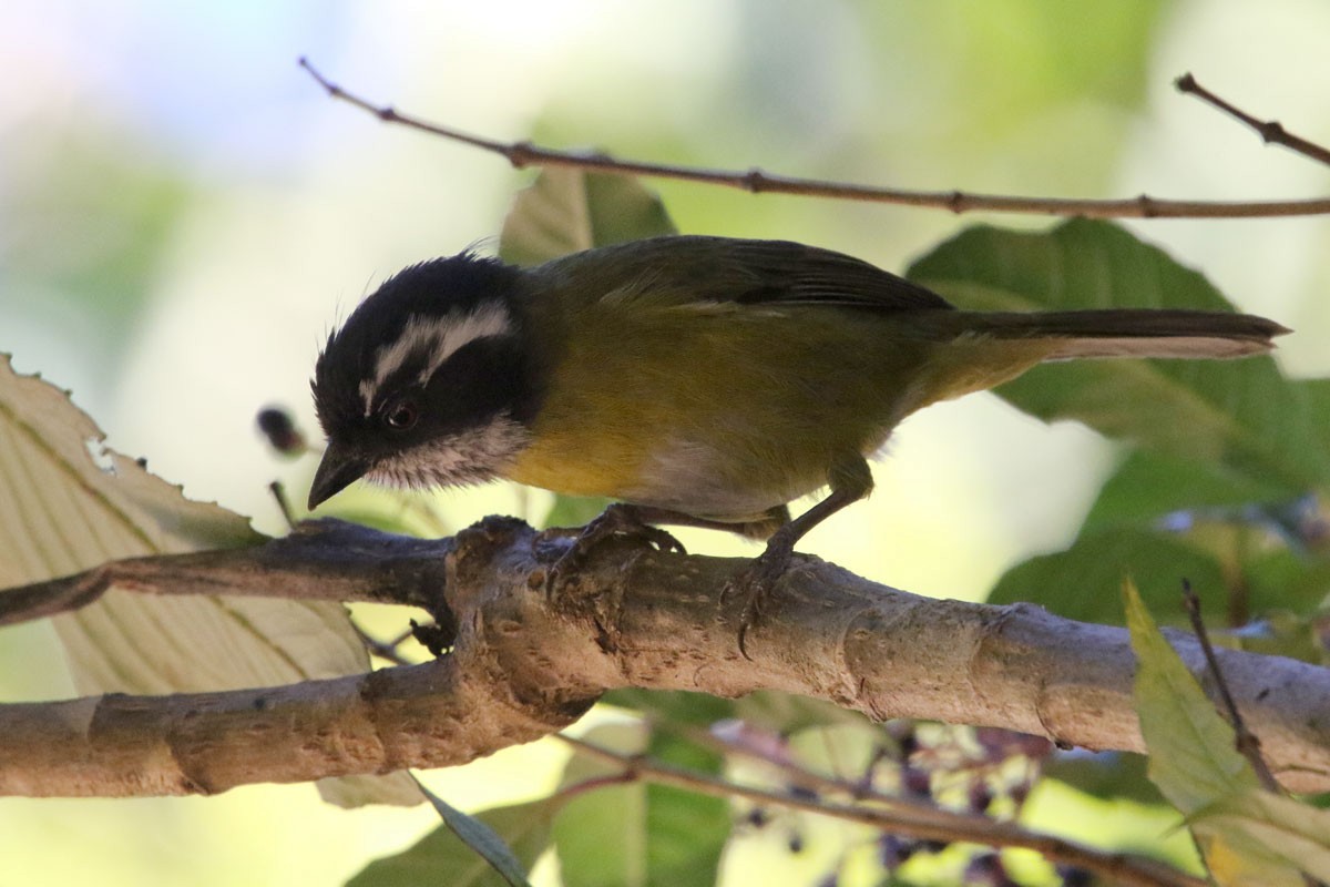 Sooty-capped Chlorospingus - ML136695051