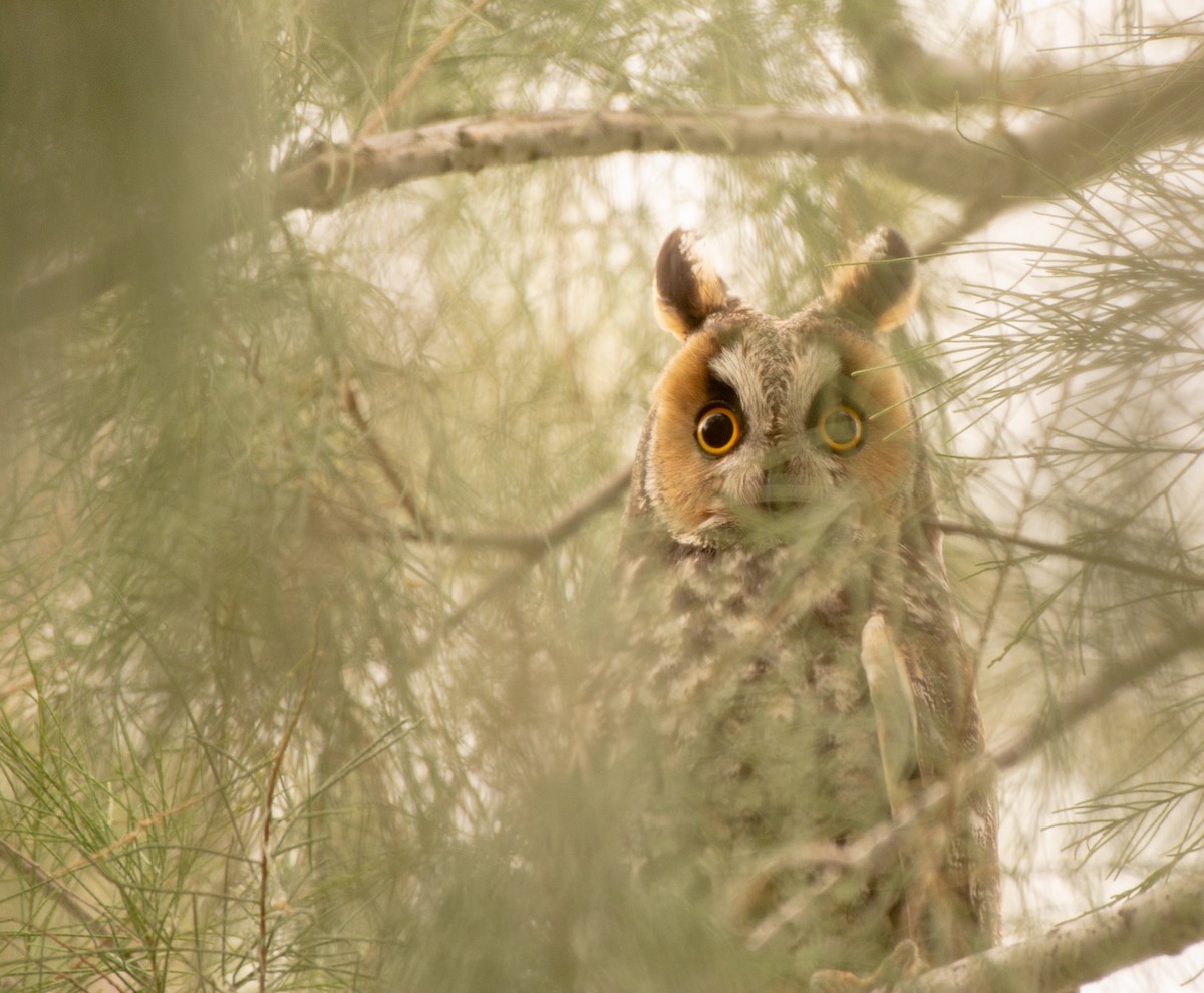 Long-eared Owl - Eddie Monson