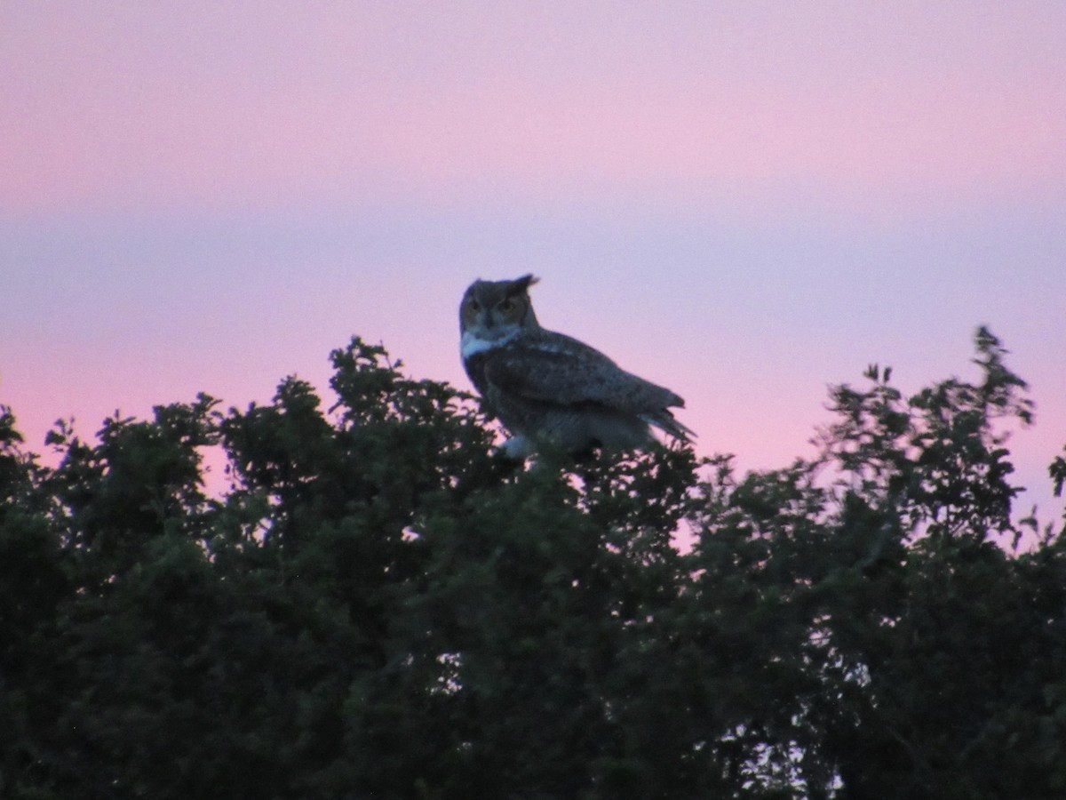 Great Horned Owl - ML136696801