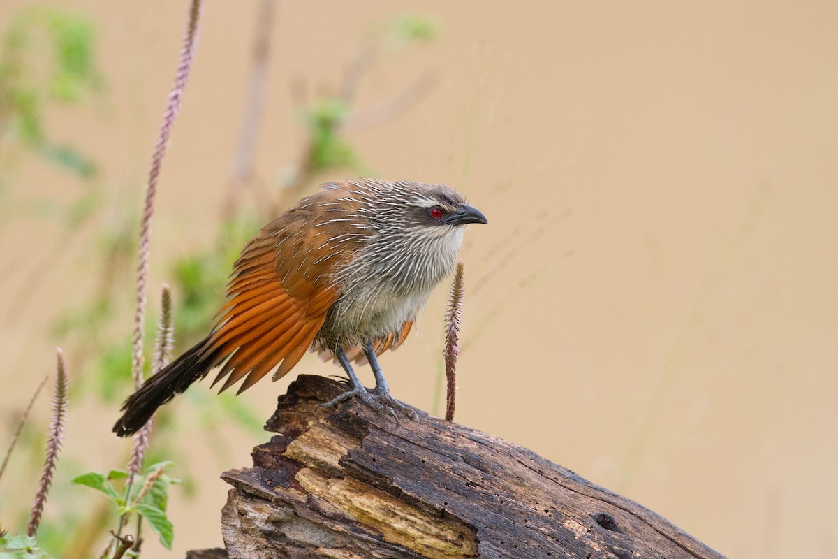 White-browed Coucal - ML136697291