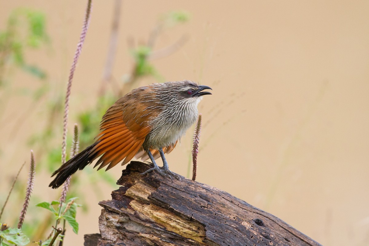 White-browed Coucal - Chris Sayers