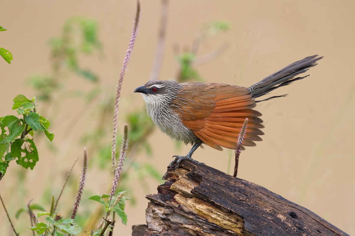 White-browed Coucal - ML136697381