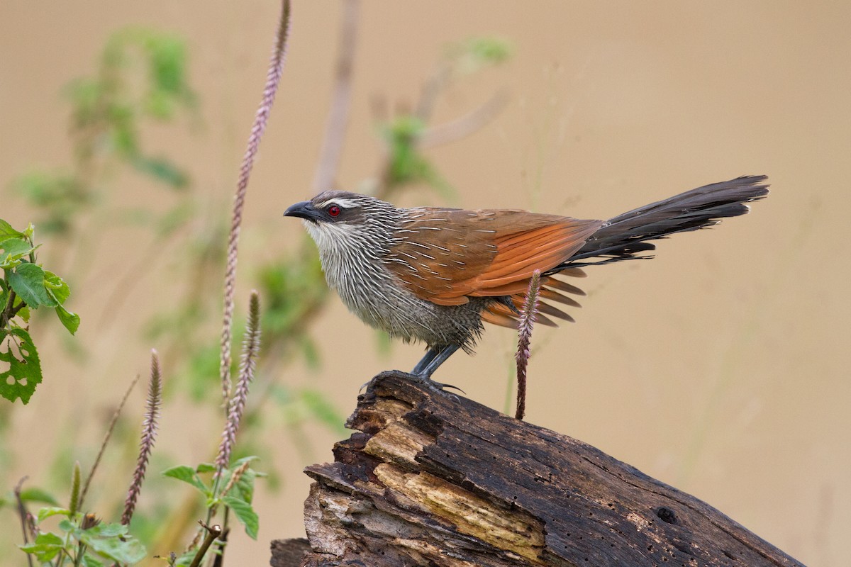 White-browed Coucal - ML136697421