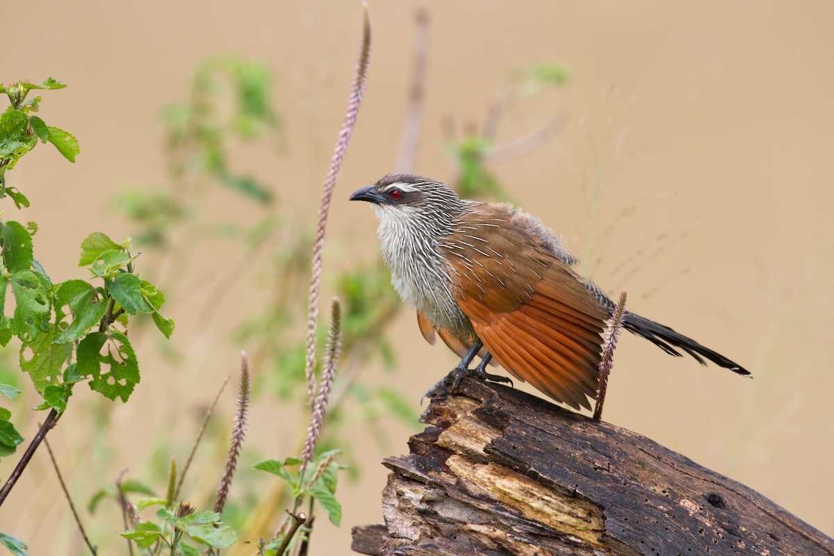 White-browed Coucal - Chris Sayers