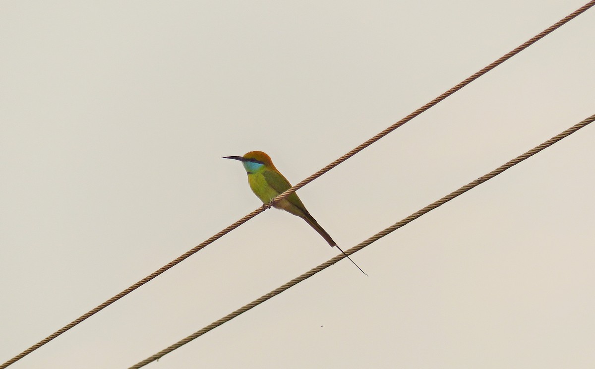 Asian Green Bee-eater - Julien Birard