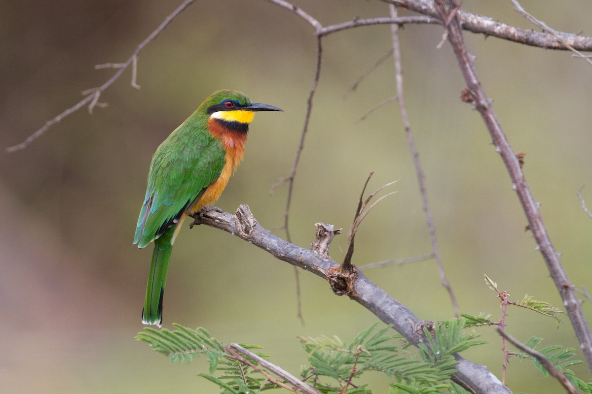 Cinnamon-chested Bee-eater - Chris Sayers