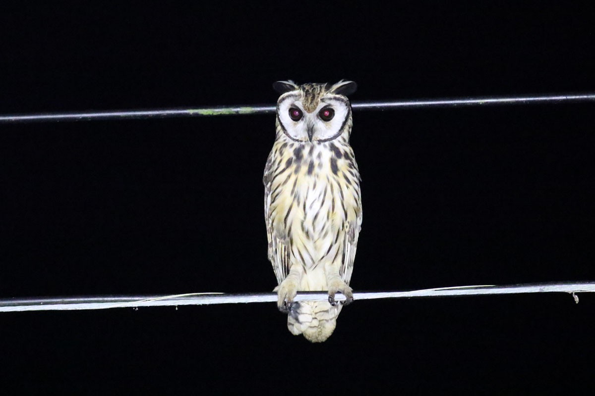 Striped Owl - Noah Strycker