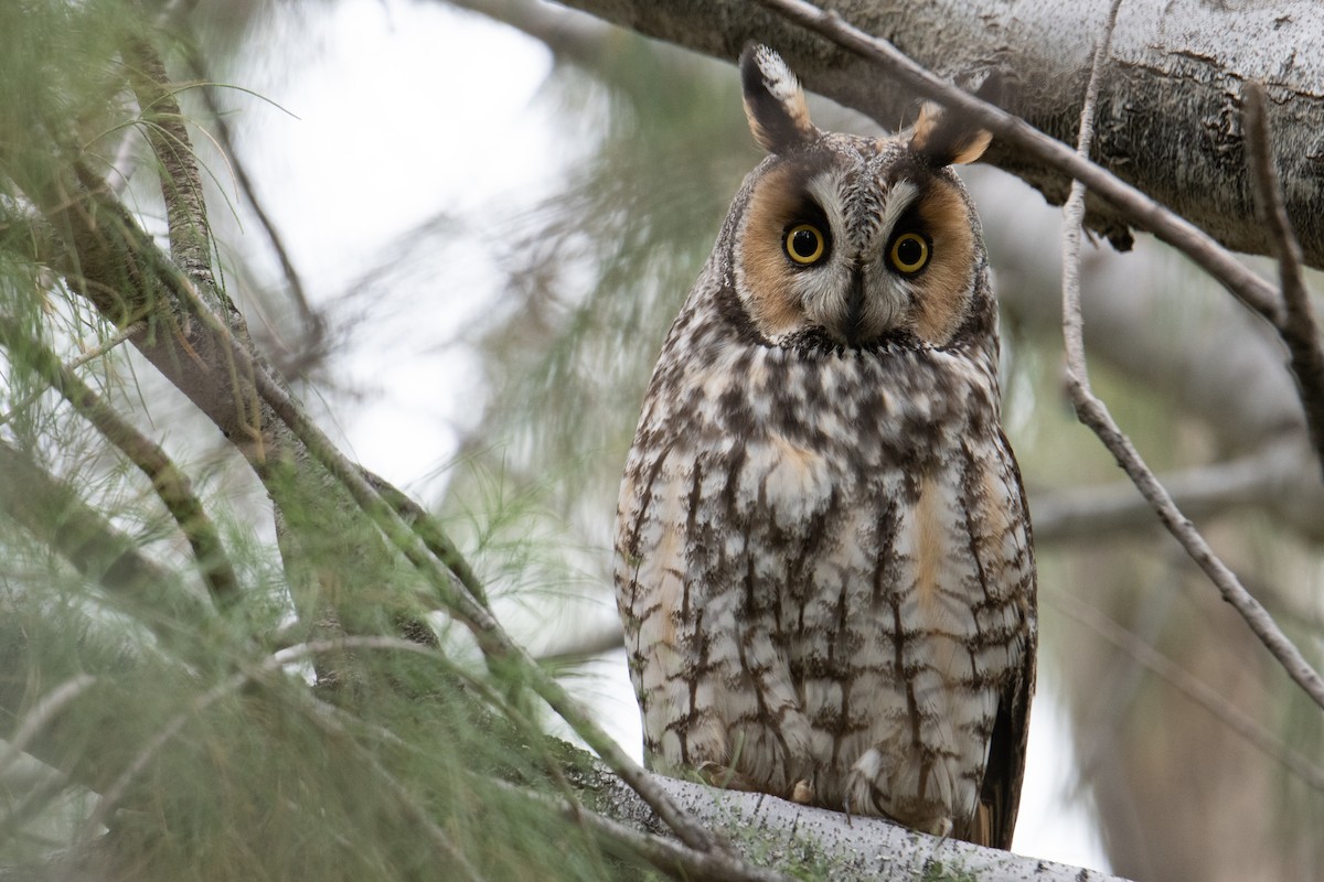 Long-eared Owl - ML136698401