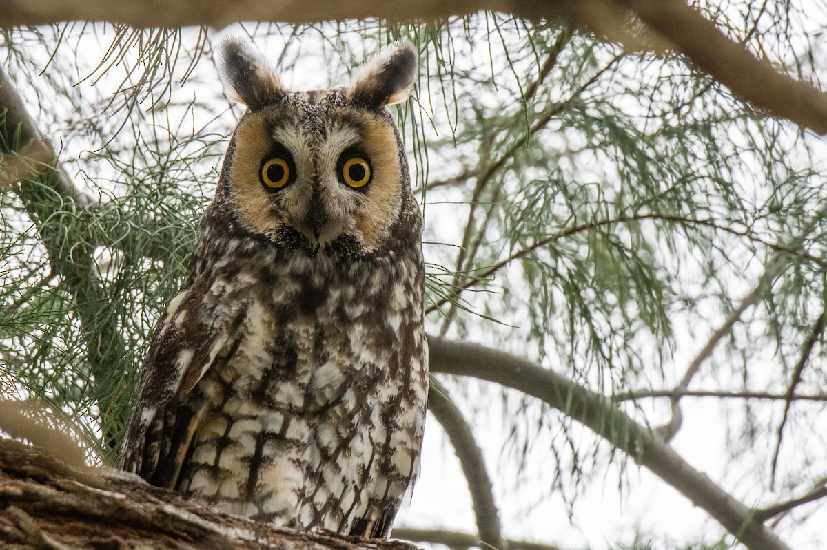 Long-eared Owl - Mark Schulist