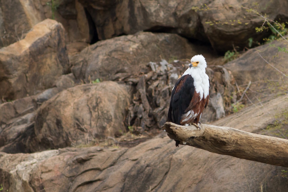 African Fish-Eagle - Chris Sayers