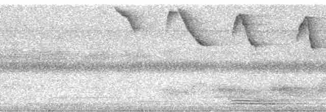 Ermite roussâtre - ML13670