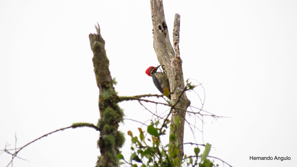 Lineated Woodpecker - Hernando Angulo