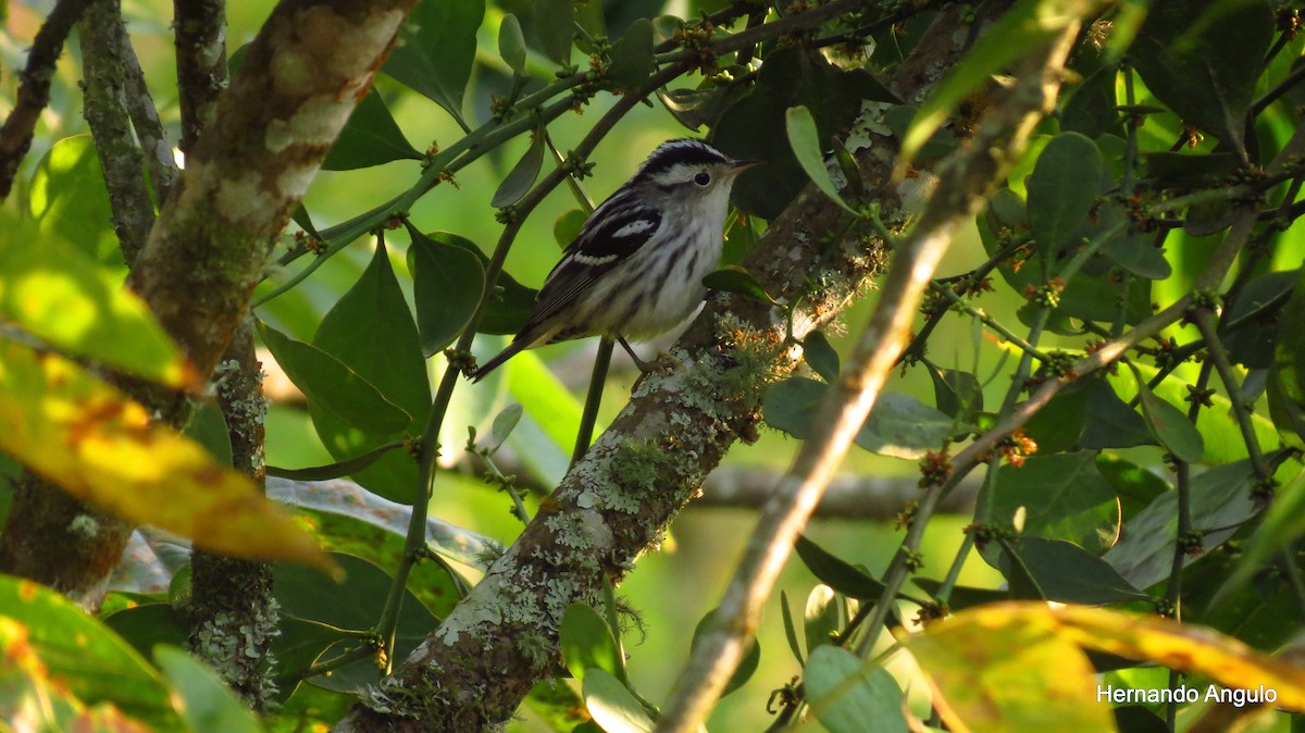 Black-and-white Warbler - ML136701231