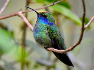 マディソンパーク　ハチドリ ミドリハチドリ - eBird