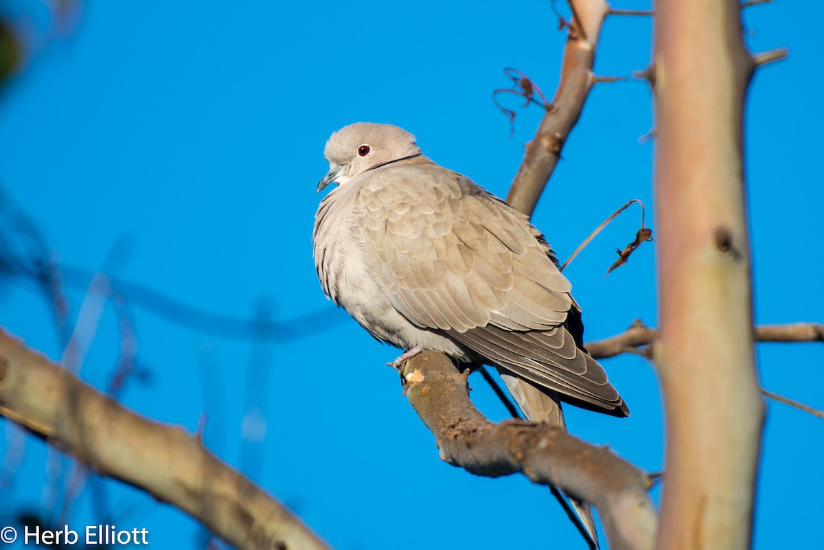 Eurasian Collared-Dove - Herb Elliott