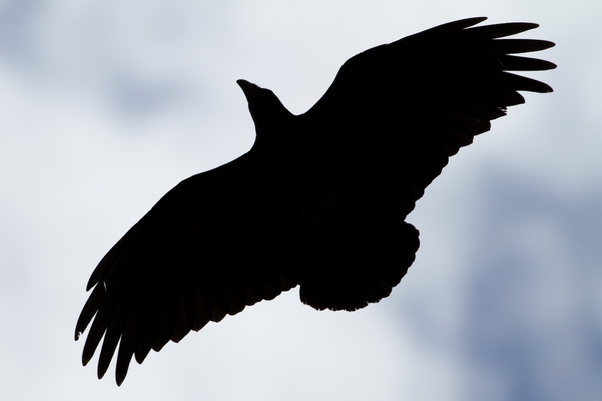 Fan-tailed Raven - ML136703541