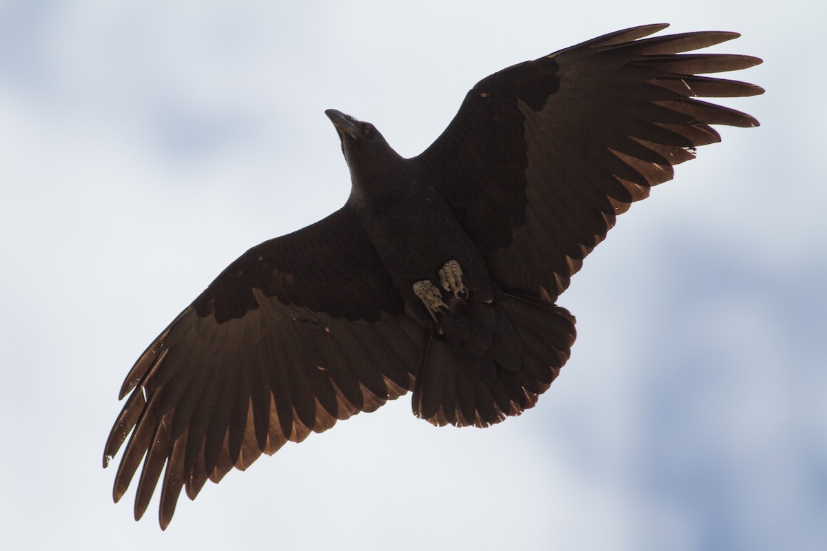 Fan-tailed Raven - Chris Sayers
