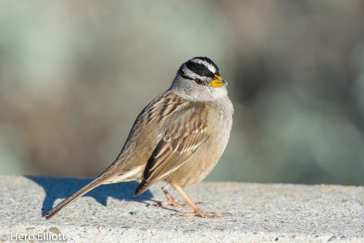 White-crowned Sparrow (Yellow-billed) - ML136704191
