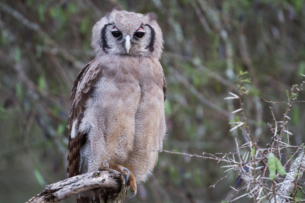 Verreaux's Eagle-Owl - Chris Sayers