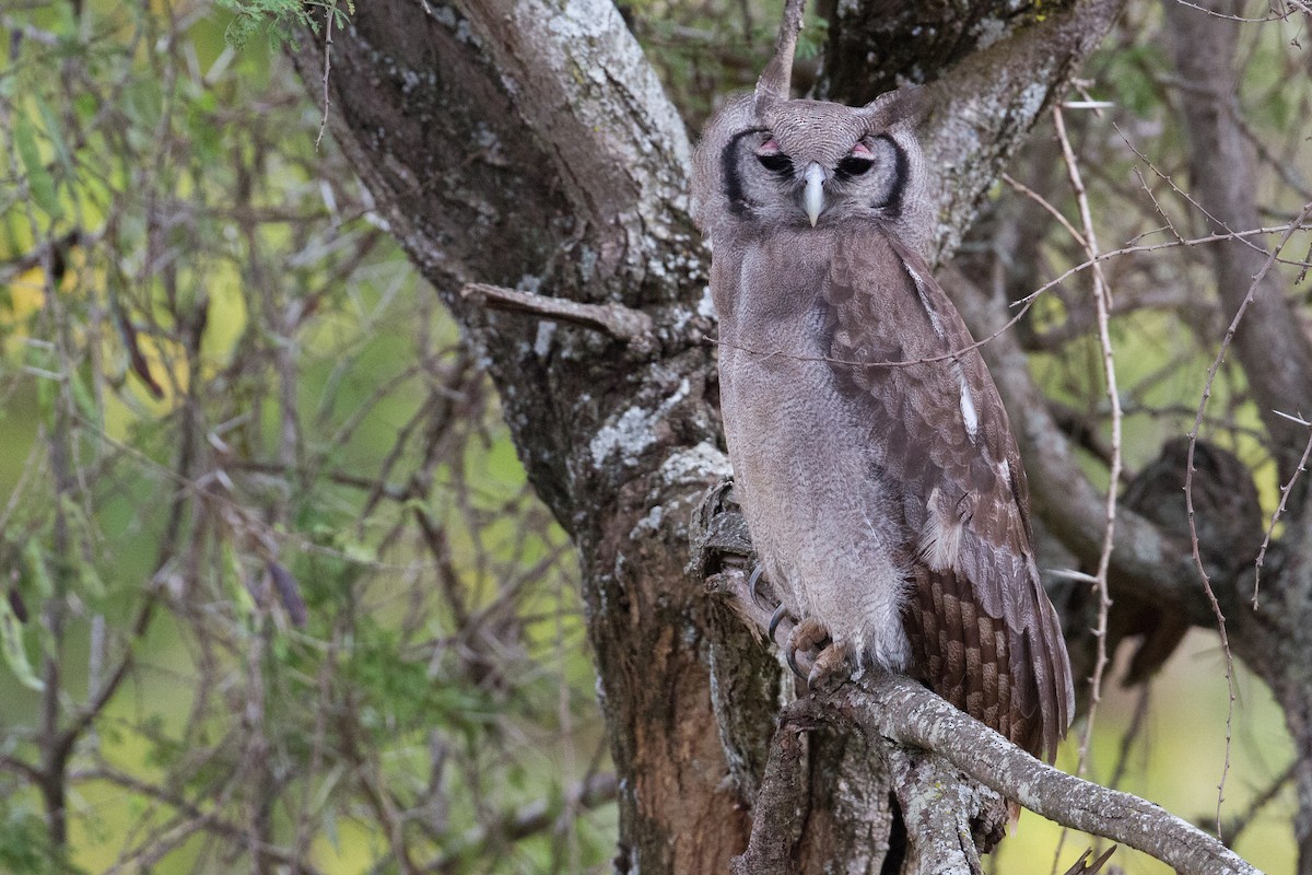Verreaux's Eagle-Owl - ML136704591