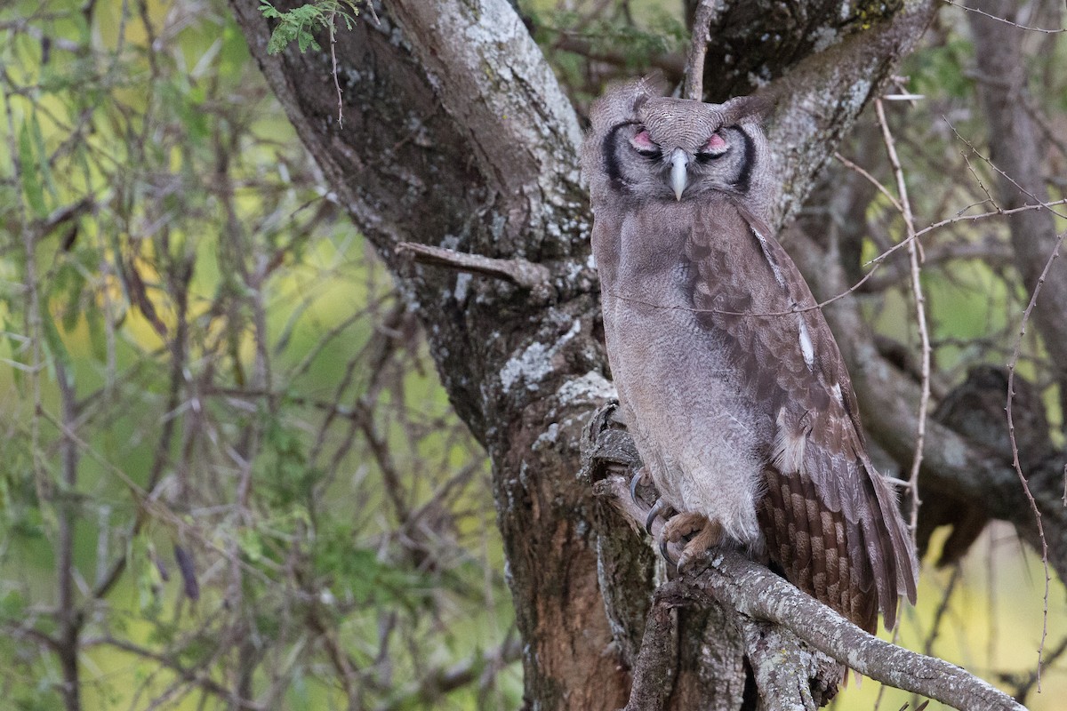 Verreaux's Eagle-Owl - Chris Sayers