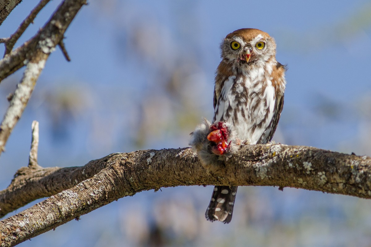 Pearl-spotted Owlet - ML136705971