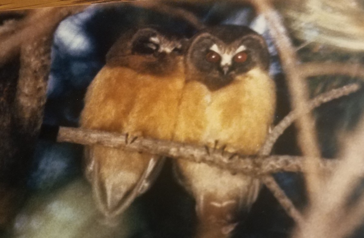 Northern Saw-whet Owl - Patrick Collins