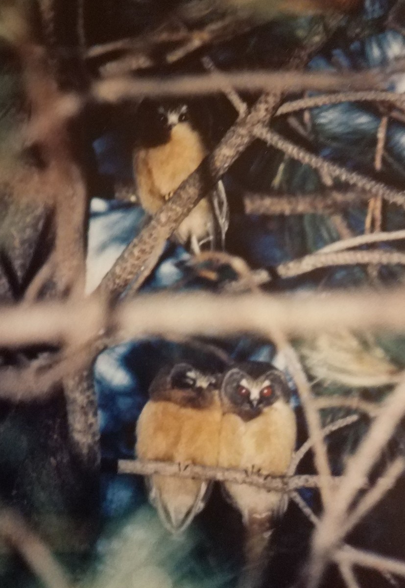 Northern Saw-whet Owl - Patrick Collins