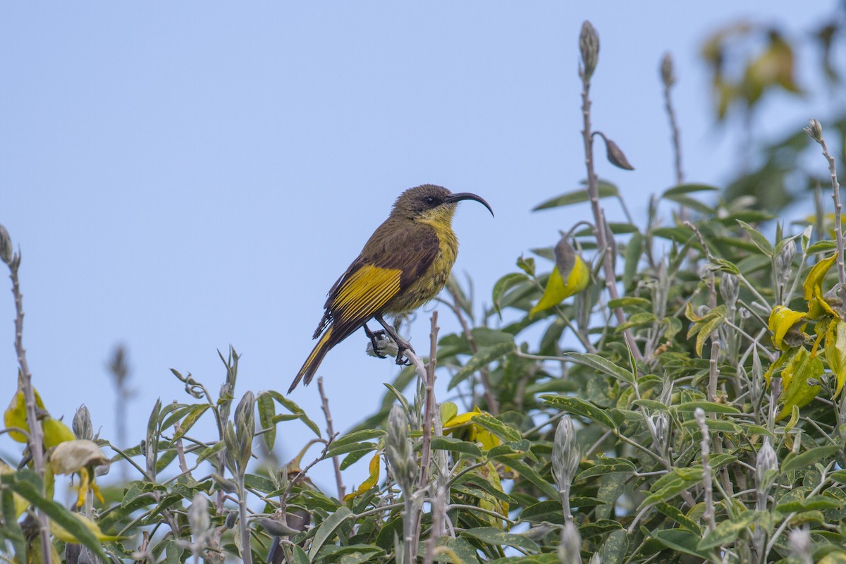 Golden-winged Sunbird - Chris Sayers