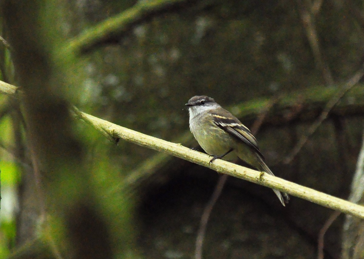 White-throated Tyrannulet - Ryan O'Donnell