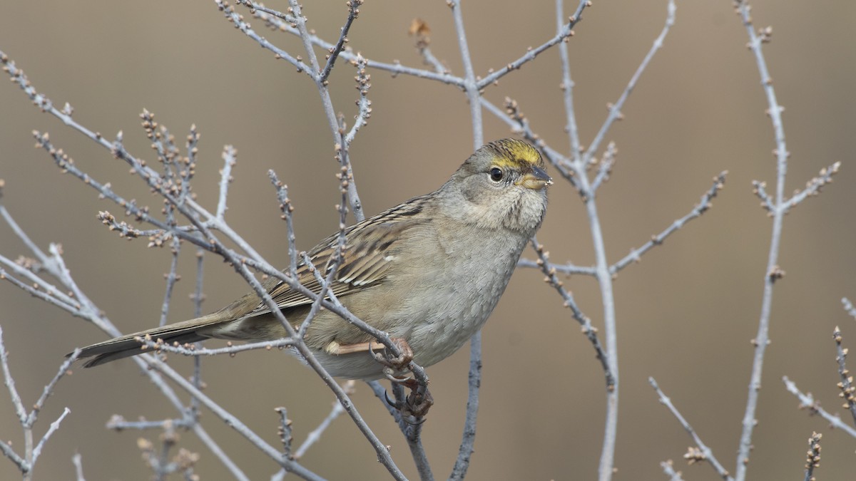 Golden-crowned Sparrow - Bryan Calk