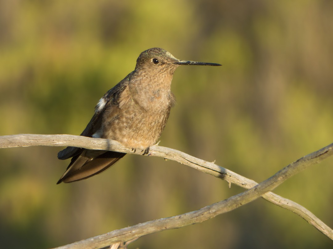 Giant Hummingbird - Javier Gross