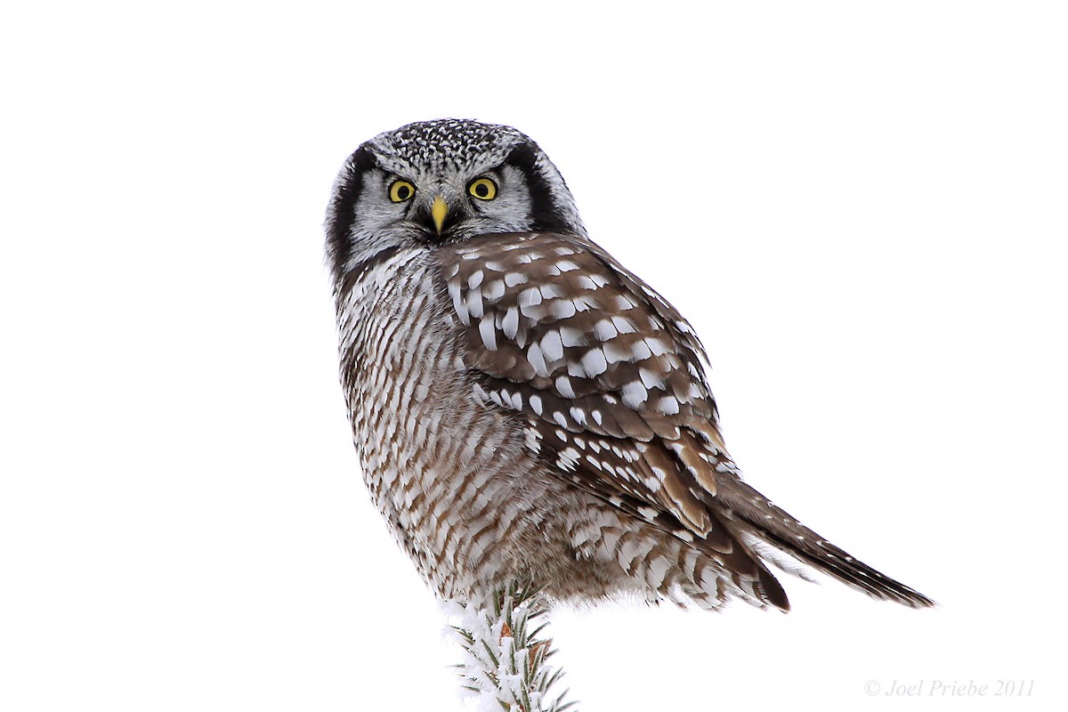 Northern Hawk Owl - Joel Priebe