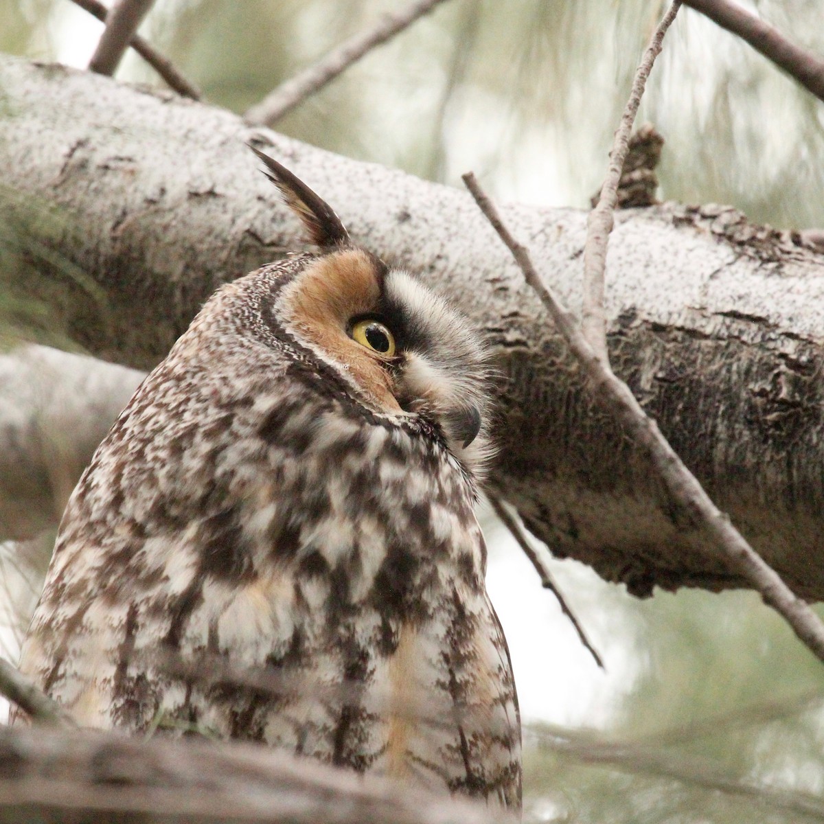 Long-eared Owl - Oscar Moss
