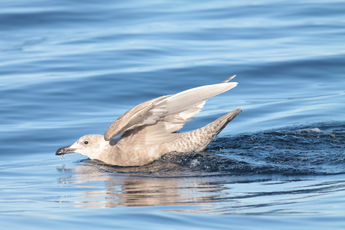 Glaucous-winged Gull - Ryan Terrill